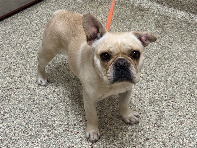 Shelter Stray Female Dog last seen Near BLOCK CIELO VISTA ST, COLORADO SPRINGS, CO 80911, 610 Abbot Ln, Colorado Springs, CO 80905, USA