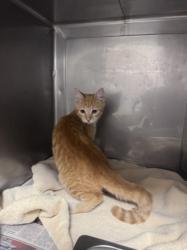 Shelter Stray Male Cat last seen , West Valley Animal Shelter, 20655 Plummer St, Chatsworth, CA 91311, USA