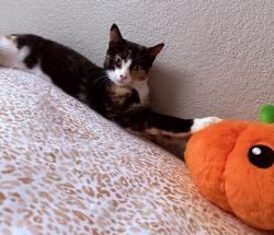 Reunited Female Cat last seen Russell and Mryna, Thornton, CO 80229
