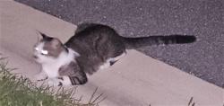 Shelter Stray Unknown Cat last seen MALAD WAY TAVARES 32778, 12280 County Rd 448, Tavares, FL 32778, USA