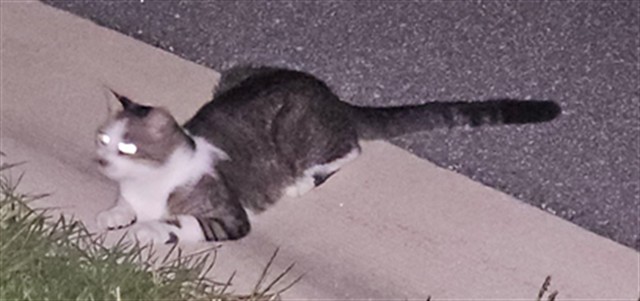 Shelter Stray Unknown Cat last seen MALAD WAY TAVARES 32778, 12280 County Rd 448, Tavares, FL 32778, USA