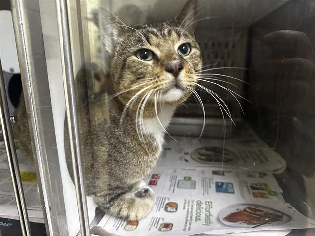 Shelter Stray Male Cat last seen , 2769 Conroy Rd, Orlando, FL 32839, USA