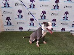Shelter Stray Female Dog last seen , 2769 Conroy Rd, Orlando, FL 32839, USA