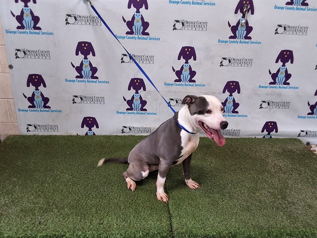 Shelter Stray Female Dog last seen , 2769 Conroy Rd, Orlando, FL 32839, USA