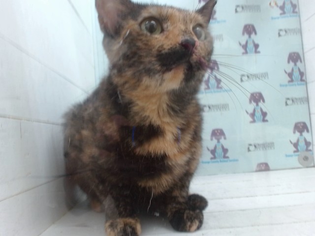 Shelter Stray Female Cat last seen , 2769 Conroy Rd, Orlando, FL 32839, USA