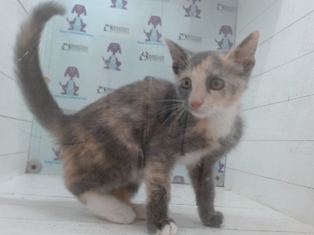 Shelter Stray Female Cat last seen , 2769 Conroy Rd, Orlando, FL 32839, USA