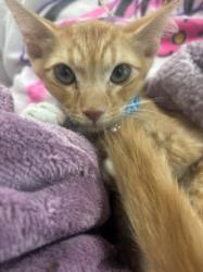 Shelter Stray Male Cat last seen , 14409 Vanowen St, Van Nuys, CA 91405, USA