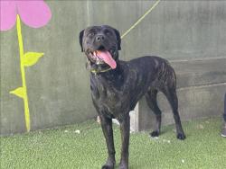 Shelter Stray Female Dog last seen , 14409 Vanowen St, Van Nuys, CA 91405, USA