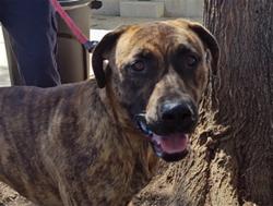 Shelter Stray Female Dog last seen , 14409 Vanowen St, Van Nuys, CA 91405, USA