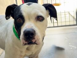 Shelter Stray Male Dog last seen , 14409 Vanowen St, Van Nuys, CA 91405, USA