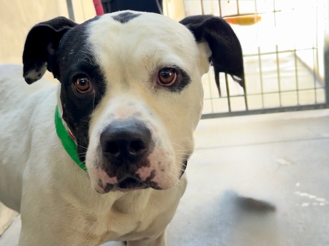 Shelter Stray Male Dog last seen , 14409 Vanowen St, Van Nuys, CA 91405, USA