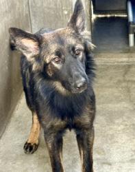 Shelter Stray Female Dog last seen , 14409 Vanowen St, Van Nuys, CA 91405, USA