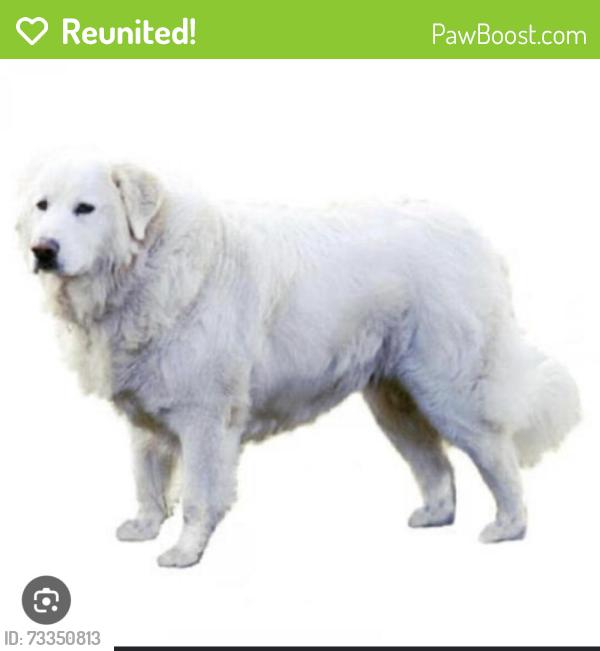 Reunited Male Dog last seen Wesley and palomar, Wildomar, CA 92595