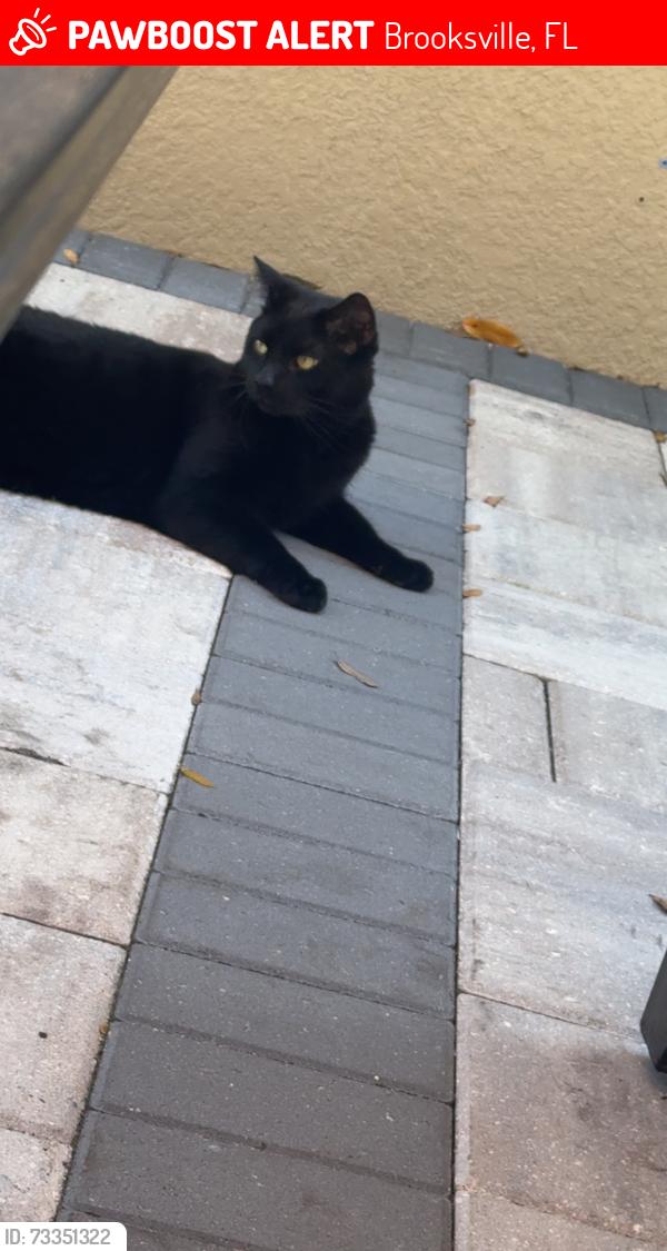 Lost Male Cat last seen County Line Rd & US 41, Brooksville, FL 34604