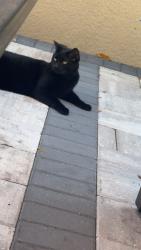 Lost Male Cat last seen County Line Rd & US 41, Brooksville, FL 34604