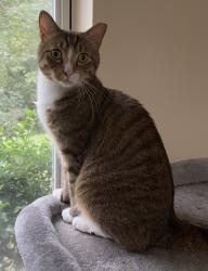 Lost Male Cat last seen Near Pratt’s Country Store, Knoxville, TN 37918