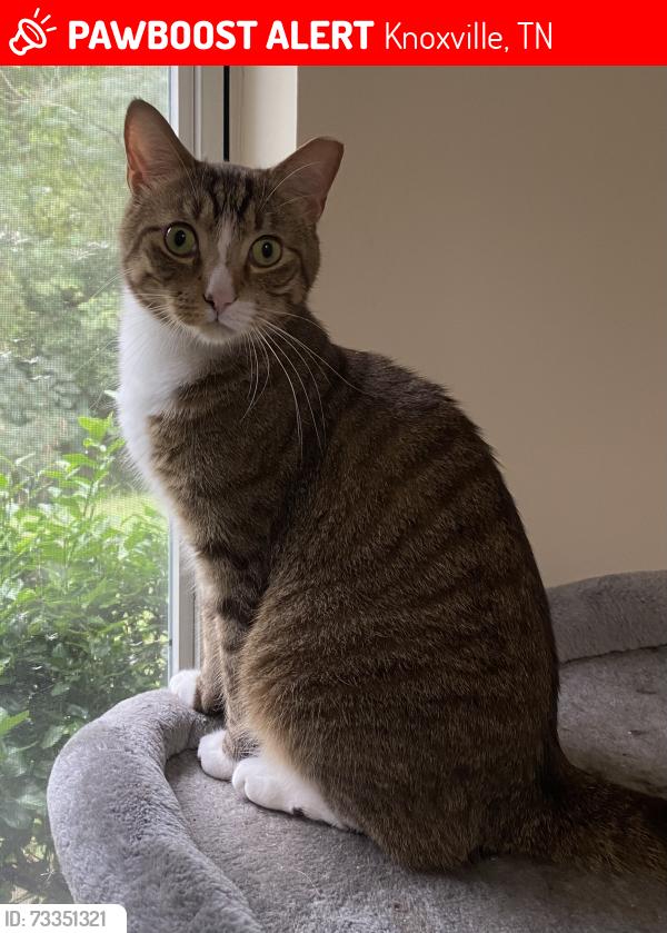 Lost Male Cat last seen Near Pratt’s Country Store, Knoxville, TN 37918