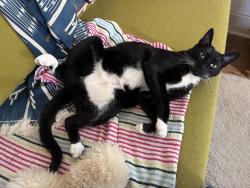 Reunited Male Cat last seen Colorado and Centinela, Santa Monica, CA 90404