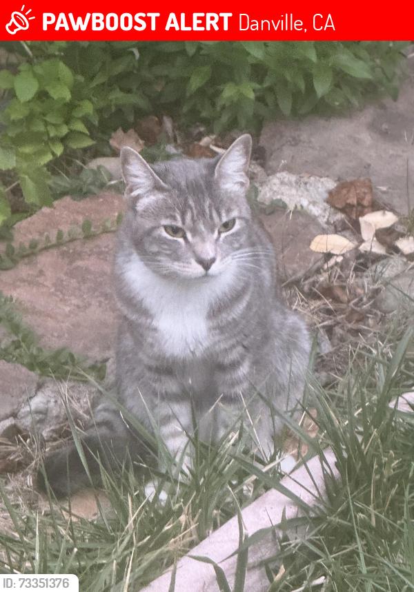 Lost Female Cat last seen ?, Danville, CA 94506
