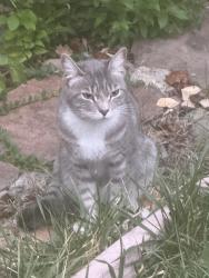 Lost Female Cat last seen ?, Danville, CA 94506