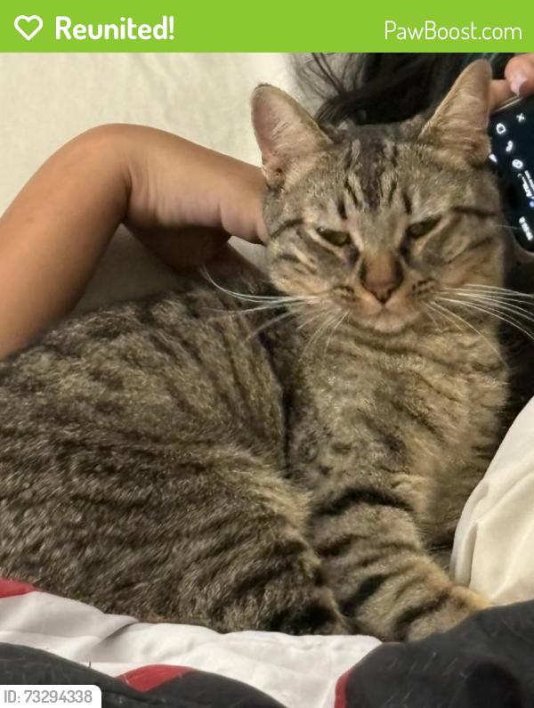 Reunited Male Cat last seen Villa Flores Drive, El Paso, TX 79912