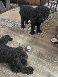 Found/Stray Unknown Dog last seen Rayzor Ranch, Denton, TX 76207