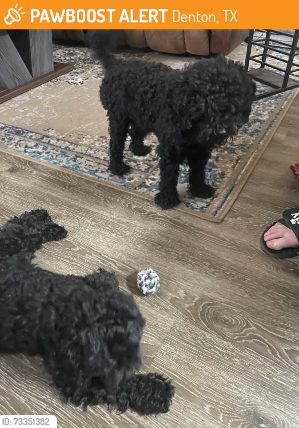 Found/Stray Unknown Dog last seen Rayzor Ranch, Denton, TX 76207