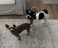 Found/Stray Female Dog last seen 42nd ct pompano beach, Pompano Beach, FL 33064