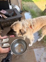 Found/Stray Male Dog last seen N Bryant Ave between 4th st and 12th street, Oklahoma City, OK 73121