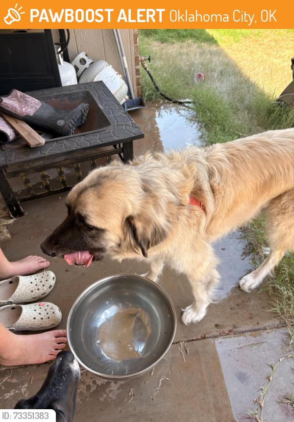 Found/Stray Male Dog last seen N Bryant Ave between 4th st and 12th street, Oklahoma City, OK 73121