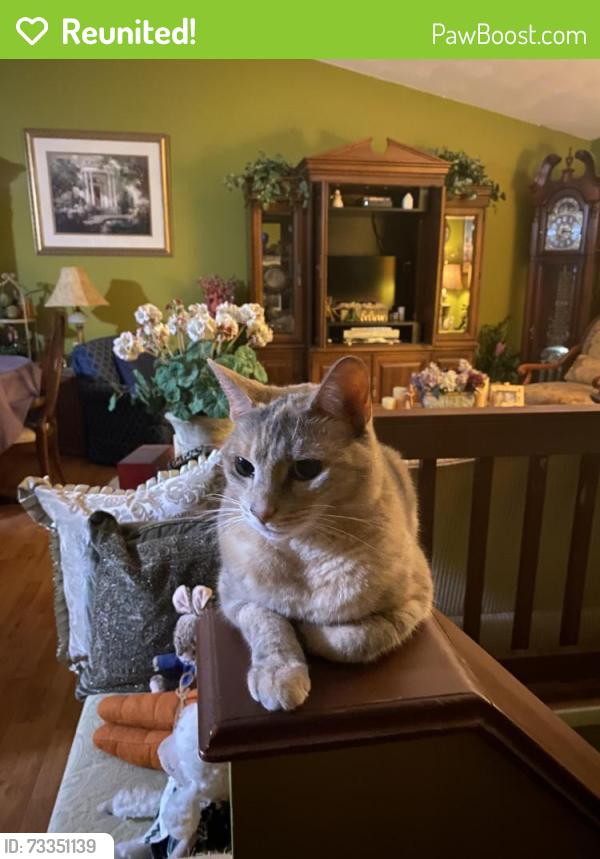 Reunited Female Cat last seen Woodward Road, North Providence, RI 02904