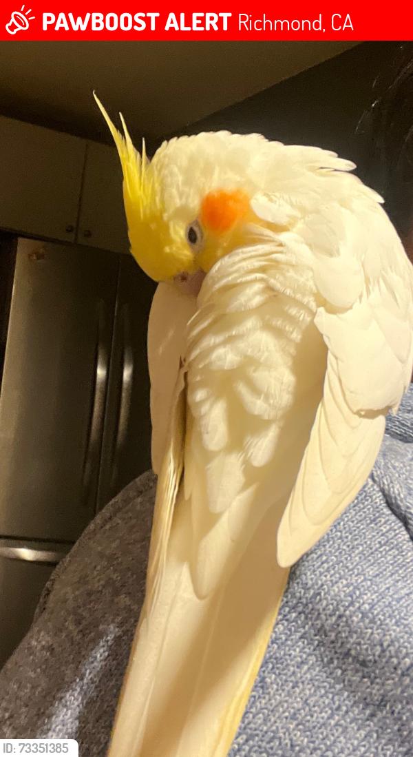 Lost Female Bird last seen Florida avenue and 47 street Richmond, Richmond, CA 94804