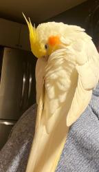 Lost Female Bird last seen Florida avenue and 47 street Richmond, Richmond, CA 94804