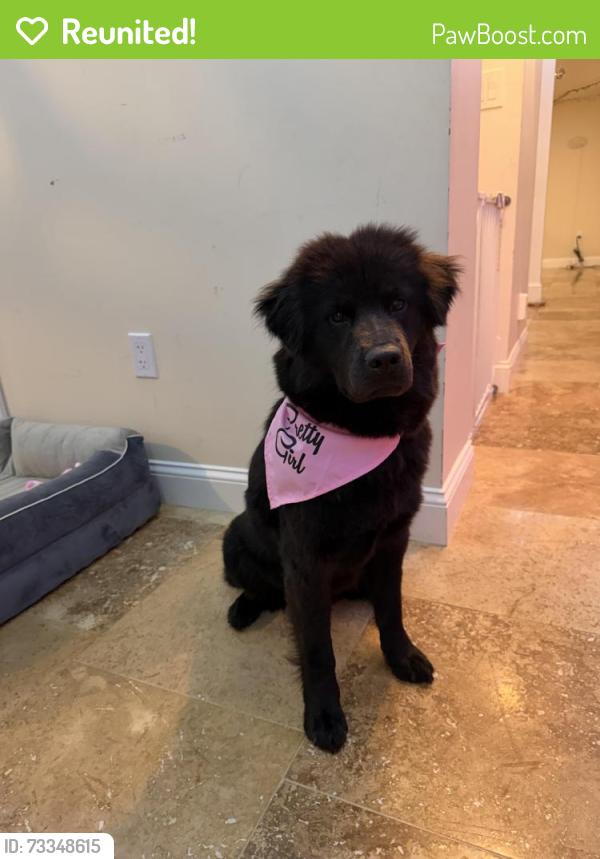Reunited Female Dog last seen Near Granli Dr, Andover, MA,, Andover, MA 01810