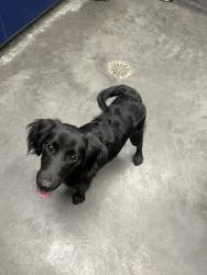 Shelter Stray Male Dog last seen Near Cypress Grove Lane, Berkeley County, SC, 2455 Remount Rd, North Charleston, SC 29406, USA
