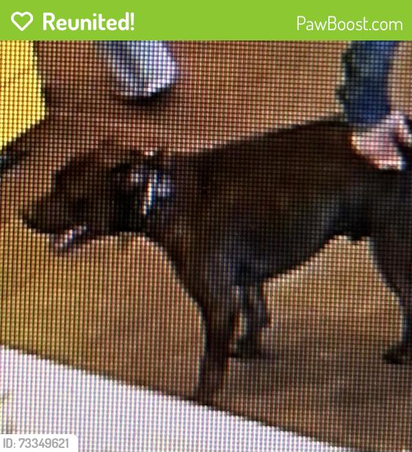 Reunited Male Dog last seen Sycamore School Road and Summer Creek, Fort Worth, TX 76123