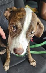 Shelter Stray Male Dog last seen Near Rockbridge Rd, Stone Mountain, GA 30087, 30087, GA, 3280 Chamblee Dunwoody Rd, Chamblee, GA 30341, USA