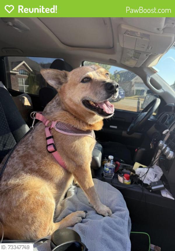 Reunited Male Dog last seen Countryside Dr, Aubrey, TX 76227