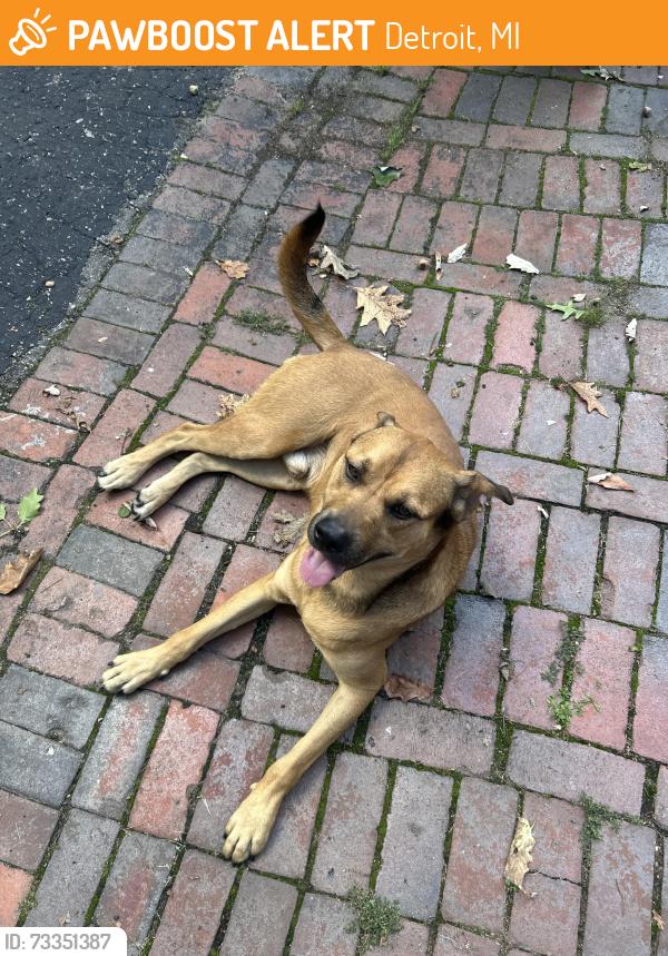 Found/Stray Male Dog last seen Detroit Golf Club, Detroit, MI 48203