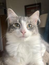 Lost Female Cat last seen Mt. tabor - 68th & stark, Portland, OR 97215