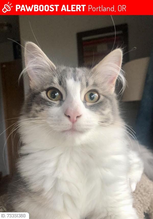 Lost Female Cat last seen Mt. tabor - 68th & stark, Portland, OR 97215