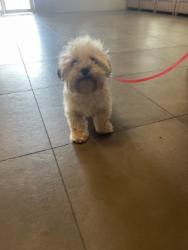 Shelter Stray Male Dog last seen Near Mesquite Valley Rd, 75149, TX, 1650 Gross Rd, Mesquite, TX 75149, USA