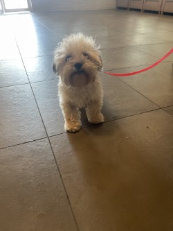 Shelter Stray Male Dog last seen Near Mesquite Valley Rd, 75149, TX, 1650 Gross Rd, Mesquite, TX 75149, USA