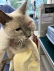 Shelter Stray Female Cat last seen Falls Church, VA 22041, Leesburg Pk/RockSpring Ave, Fairfax County, VA, 4500 West Ox Rd, Fairfax, VA 22030, USA