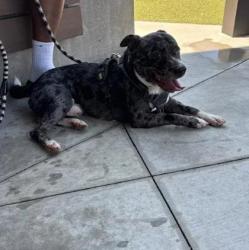 Shelter Stray Male Dog last seen Near Donnelly Avenue, Atlanta, GA, 1251 Fulton Industrial Blvd NW, Atlanta, GA 30336, USA