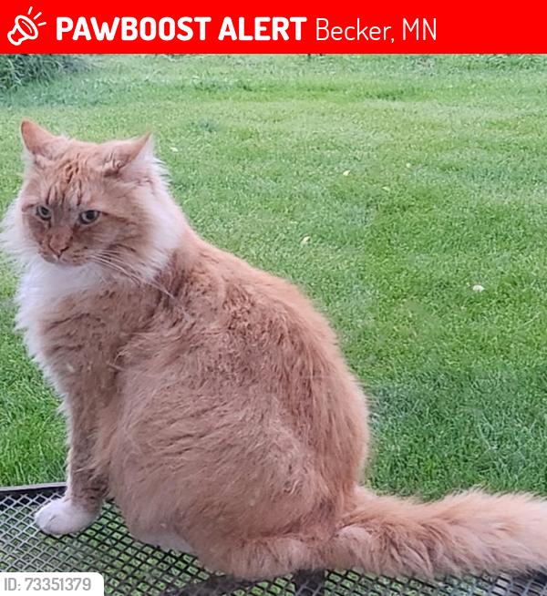 Lost Male Cat last seen County road 11 and County Road 4, Becker, MN 55308