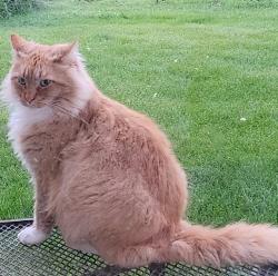 Lost Male Cat last seen County road 11 and County Road 4, Becker, MN 55308
