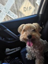 Reunited Male Dog last seen Wade Dr and Annette, Bedford, TX 76022