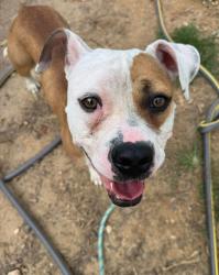 Shelter Stray Female Dog last seen Near Mcelderry St., 21205, MD, 2490 Giles Rd, Baltimore, MD 21225, USA