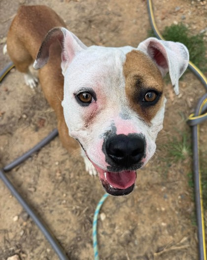 Shelter Stray Female Dog last seen Near Mcelderry St., 21205, MD, 2490 Giles Rd, Baltimore, MD 21225, USA